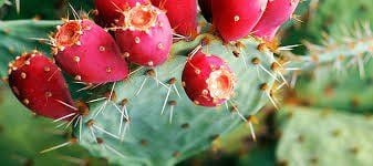 Eating prickly pear improves symptoms of severe hangover.