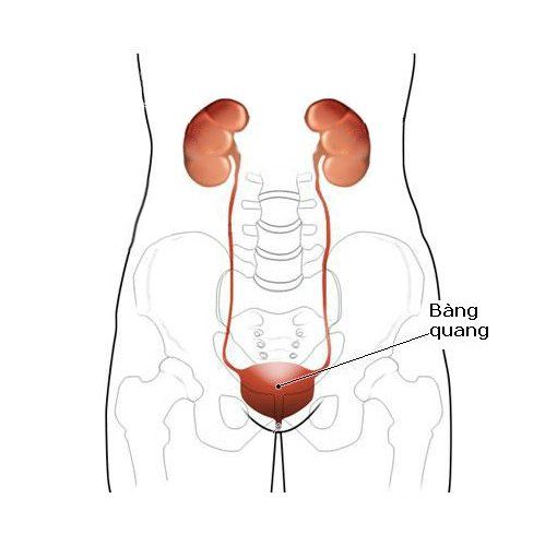 How much urine can the bladder hold?