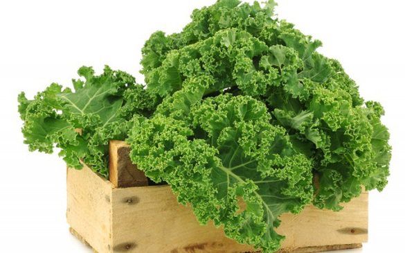 Rau cải xoăn rất giàu vitamin và chất xơ | Vinmec