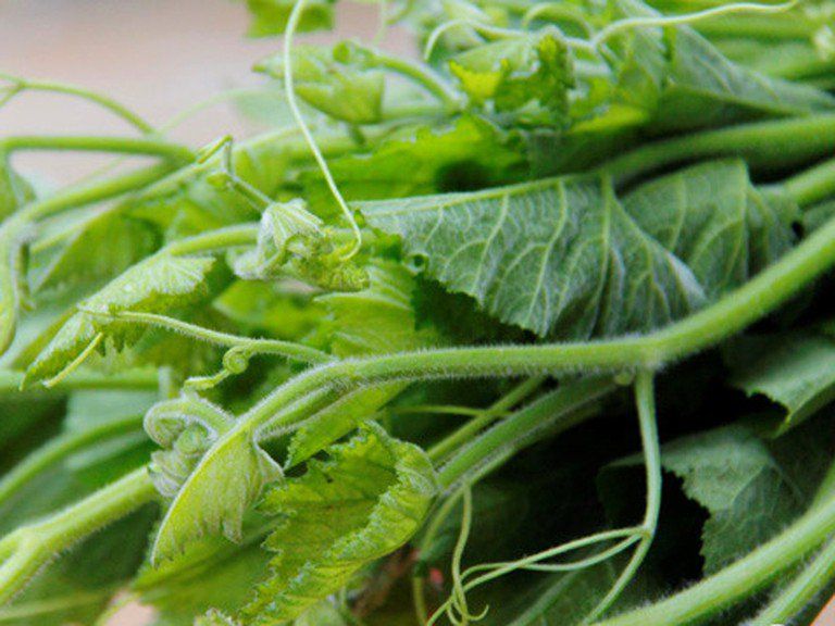 Ăn rau bí có tốt cho sức khỏe không? | Vinmec