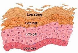 Lớp biểu bì của da