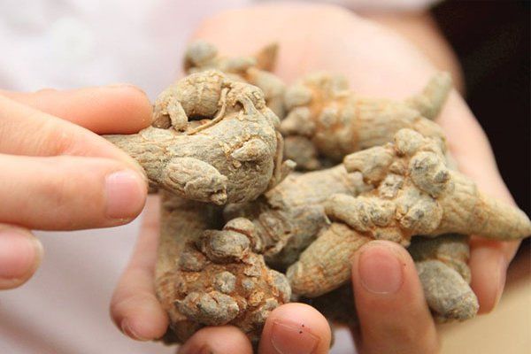 Tam thất có tác dụng gì? | Vinmec