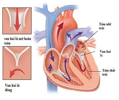 Hệ thống điện giữ cho tim đập theo nhịp điệu phối hợp và bình thường, giúp máu lưu thông