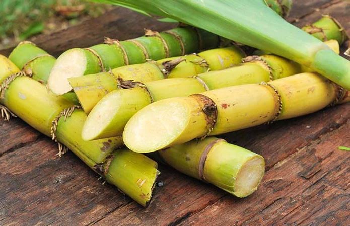 Lợi ích sức khỏe khi bạn ăn mía Lợi ích sức khỏe khi bạn ăn mía