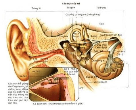 
Hệ thống tiền đình
