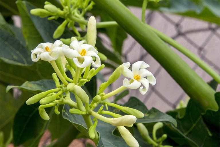 What are the benefits of eating male papaya flowers? | Vinmec