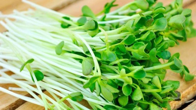 Có nên cho trẻ ăn rau mầm? | Vinmec