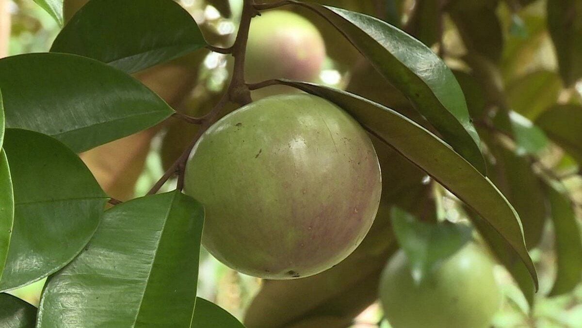 Gửi Vú Sữa Từ Bình Dương Đi Hà Tĩnh Nhanh Chóng – Hue Logistics