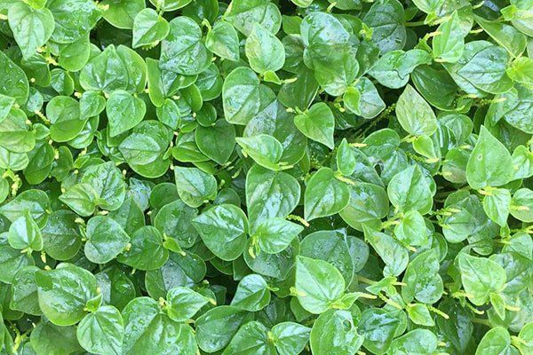 Tác dụng sức khỏe của rau càng cua | Vinmec