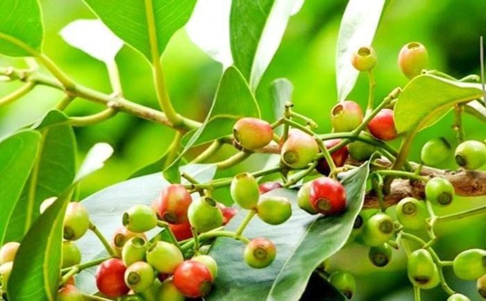 Quả và lá vối tươi có tác dụng gì? | Vinmec