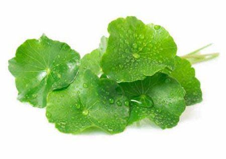Many people wonder about the health benefits of gotu kola.
