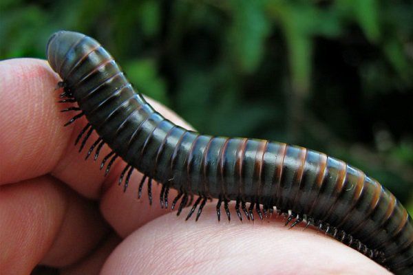 Con cuốn chiếu có cắn không và chúng có độc không? | Vinmec