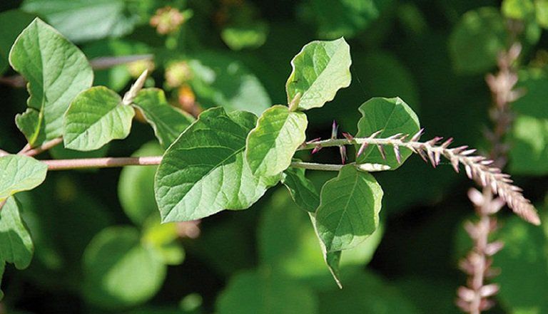 Ngưu tất có tác dụng trị bệnh gì? | Vinmec