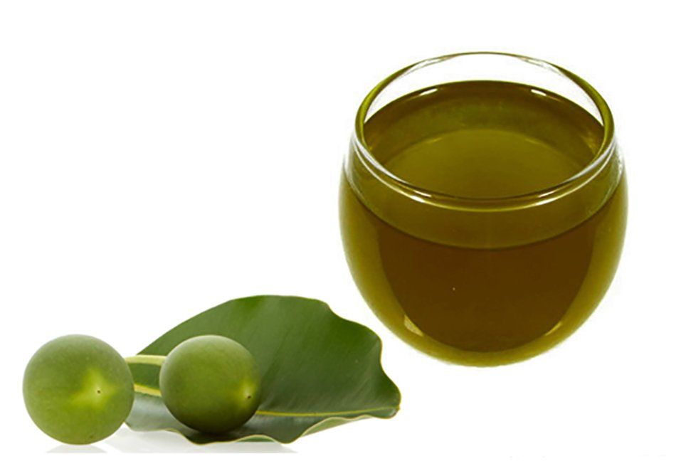 Công dụng của dầu mù u | Vinmec