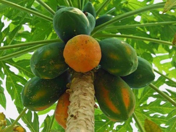 Cây đu đủ có tác dụng gì? | Vinmec