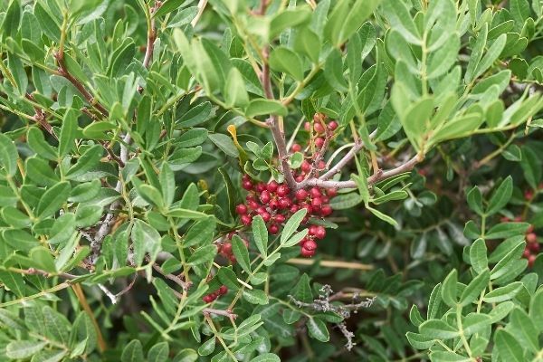 CÂY NHŨ HƯƠNG VỚI THÂN GỖ VÀ NHỰA CHẢY RA TỪ VẾT CẮT