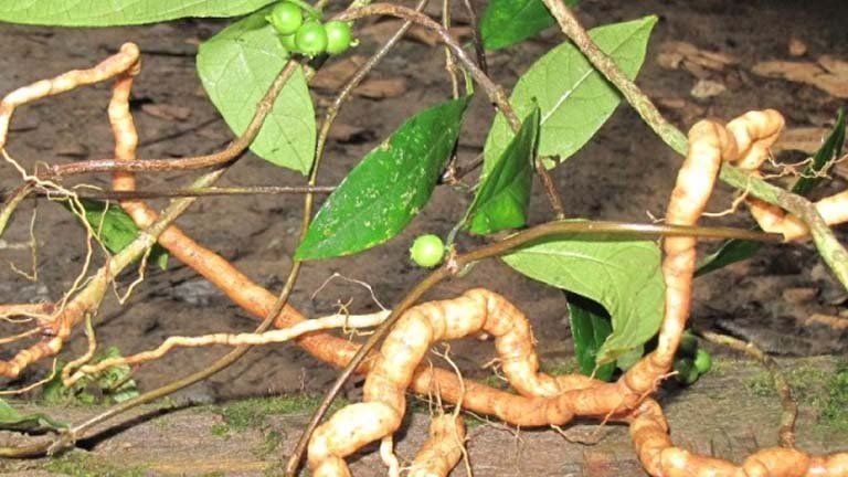 Ba kích – Dược liệu bổ thận tráng dương, tăng cường sinh lực phái mạnh 0 Ba kích có vị ngọt, tính ấm, nổi tiếng với công dụng bổ thận, tráng dương, mạnh gân cốt