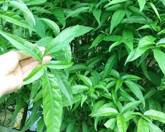 Tác dụng phụ của cây xương khỉ | Vinmec