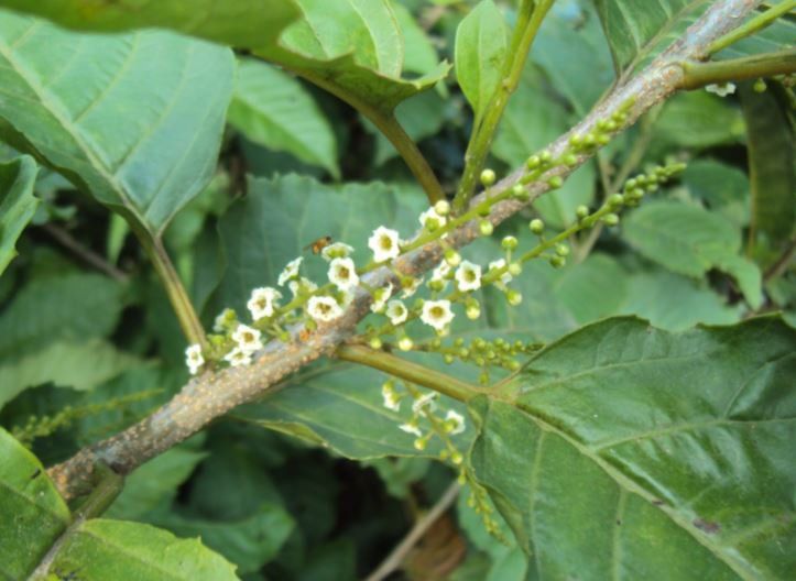 Cây đơn răng cưa có tác dụng gì? | Vinmec