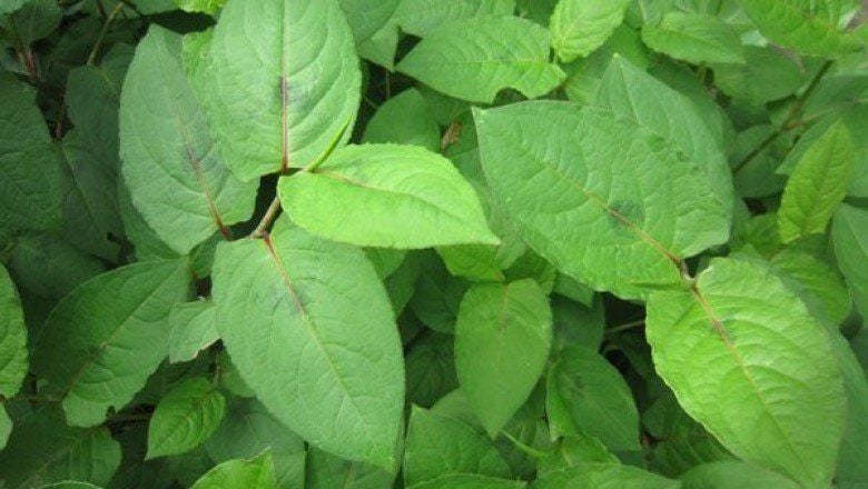 Cây thồm lồm chữa bệnh gì? | Vinmec