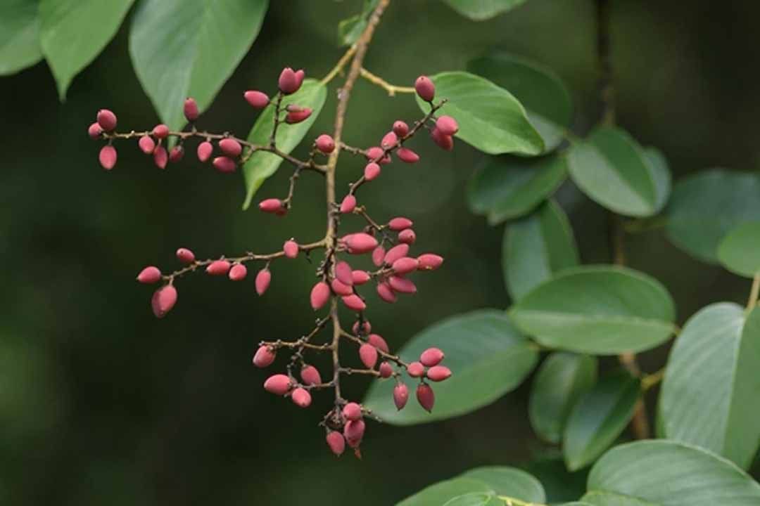 Tác dụng của cây rung rúc | Vinmec