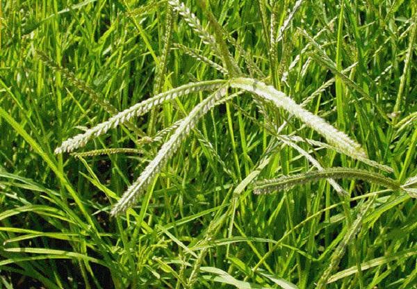Cỏ mần trầu có tác dụng gì? | Vinmec