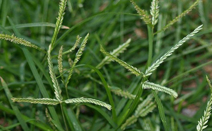 C&aacute;c t&aacute;c dụng của cỏ mần trầu | Vinmec