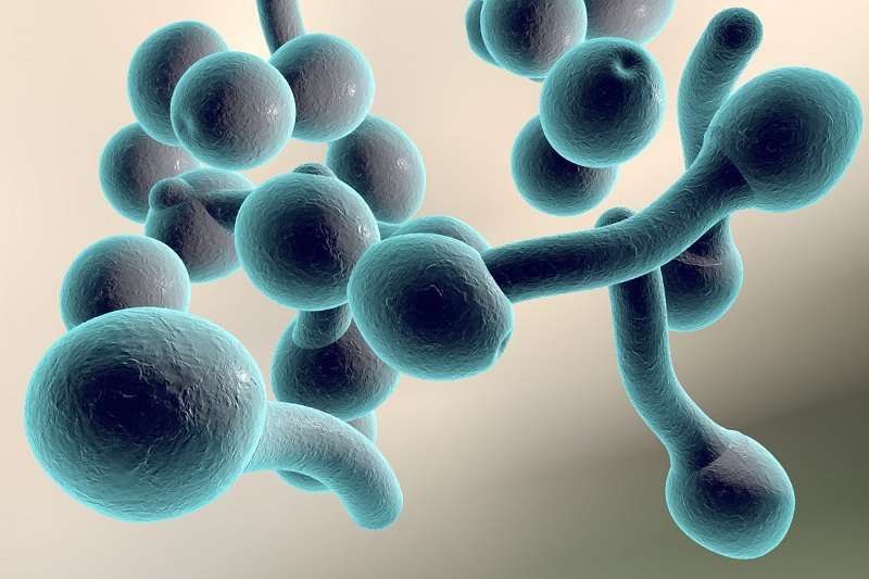 Tái nhiễm nấm Candida điều trị dứt điểm được không? | Vinmec