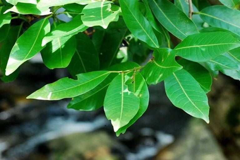 Các tác dụng của lá vối | Vinmec