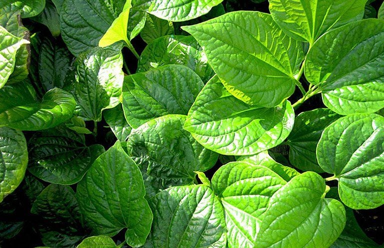 Công dụng chữa bệnh của lá lốt | Vinmec