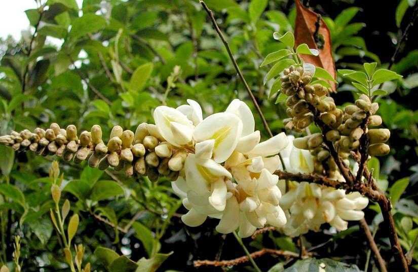 RỄ CỦ CÁT SÂM TO BẢN HÌNH DẠNG GIỐNG CỦ SẮN MỌC NGẦM DƯỚI ĐẤT