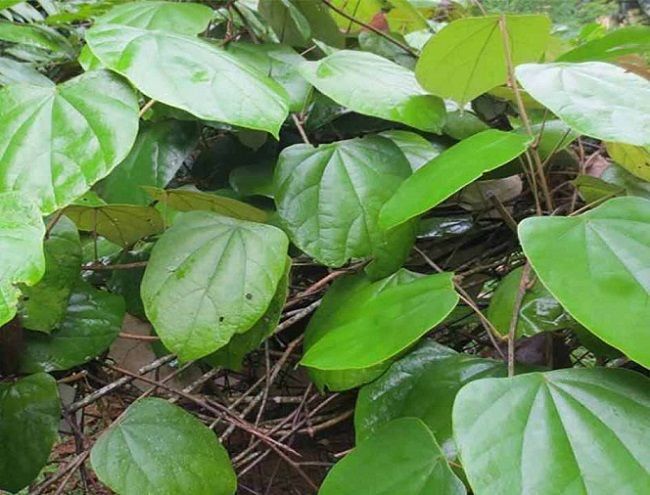 Tác dụng của cây vàng đắng | Vinmec