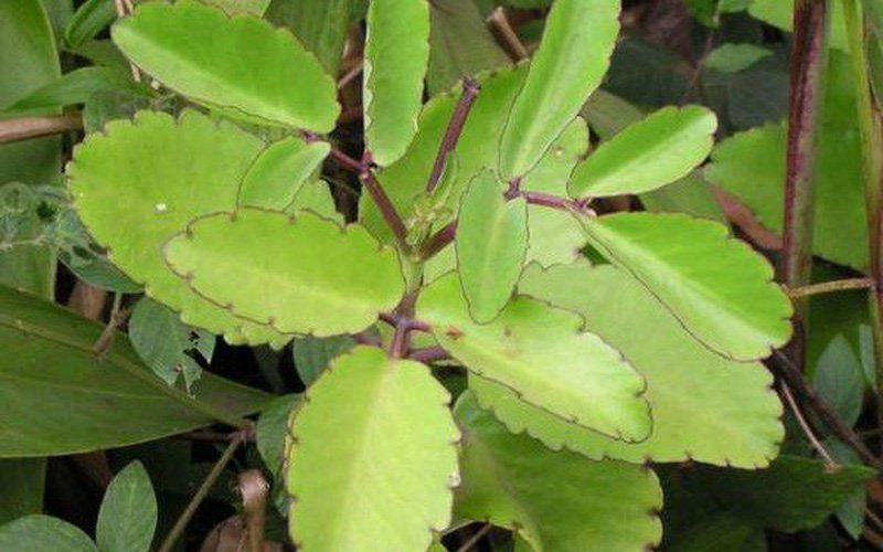 Cây lá bỏng có tác dụng gì? | Vinmec