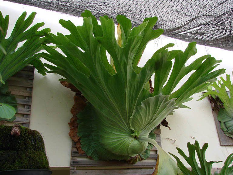 Tác dụng của cây ổ rồng | Vinmec