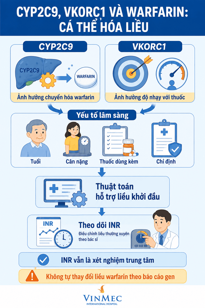 CYP2C9, VKORC1 và warfarin: Cá thể hóa liều thuốc chống đông 