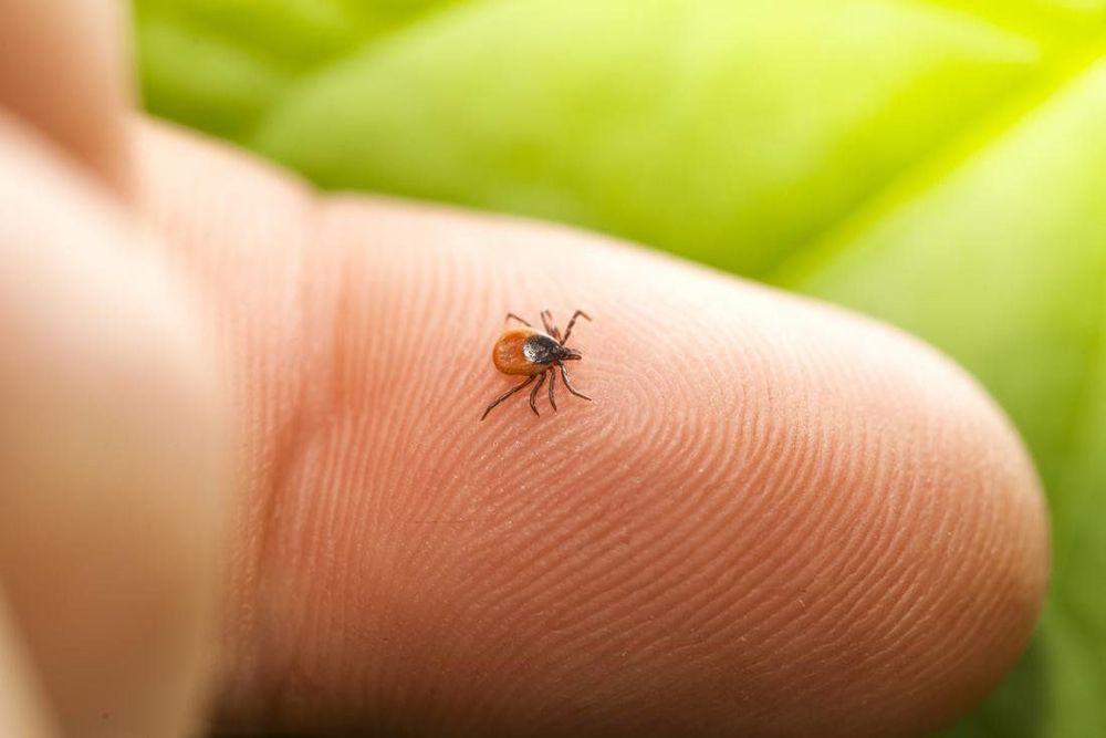 Các bệnh nhiễm arbovirus gây vàng da, tổn thương phổi