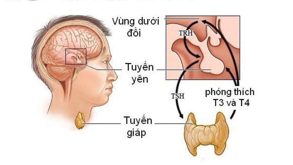 Vùng dưới đồi có chức năng riêng biệt