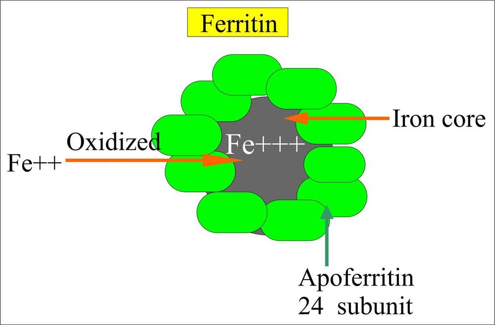 Ferritin là protein chứa sắt