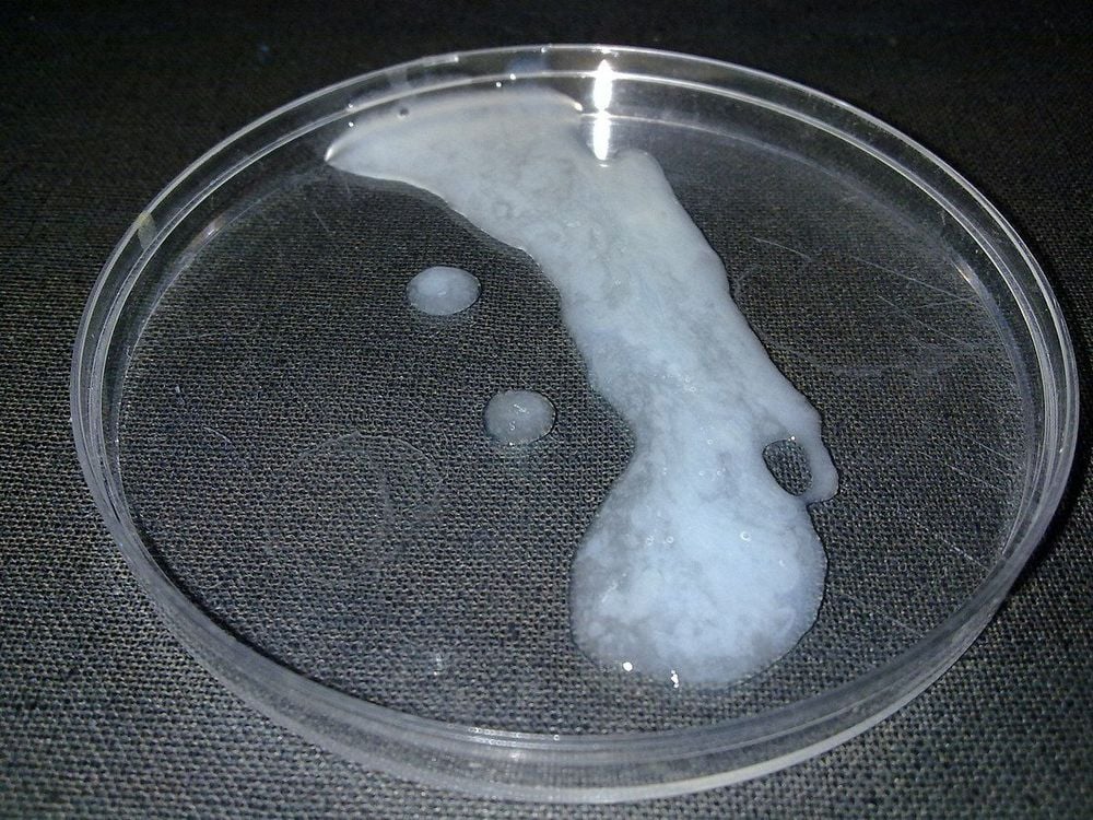 Sperm released into a woman's vagina has a very short lifespan due to the environment.