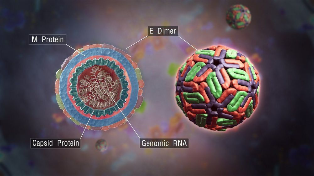 Virus Dengue gây bệnh sốt xuất huyết