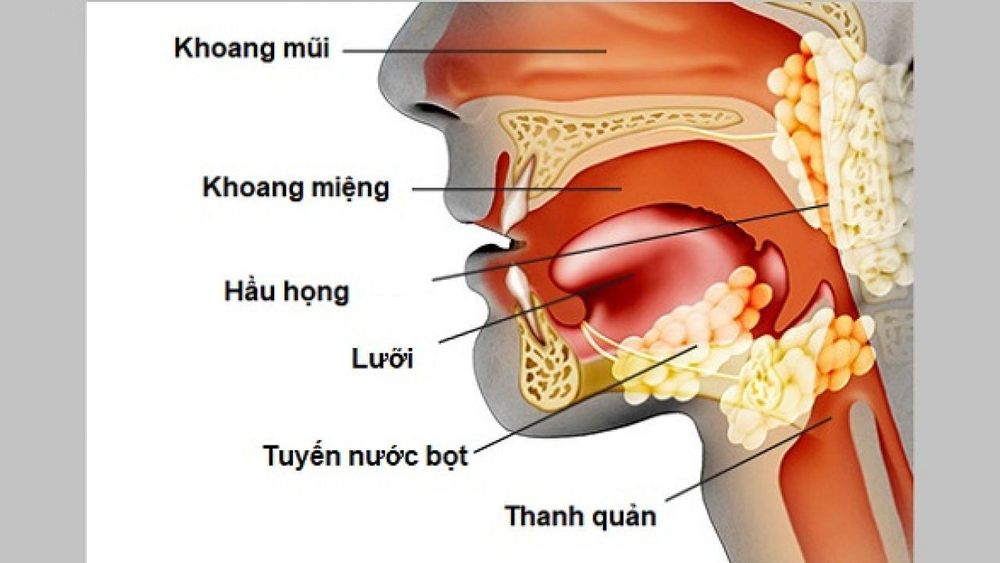 Hầu họng là nơi cư trú của vi khuẩn bạch hầu