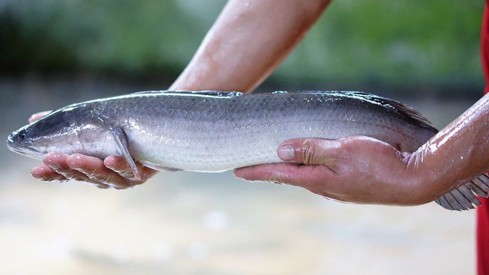Snakehead fish is a healthy food that should be added to the diet