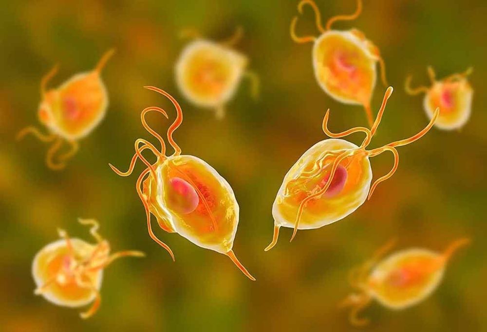 Sức khỏe âm đạo có thể bị nhiễm trùng roi Trichomonas khi mang thai