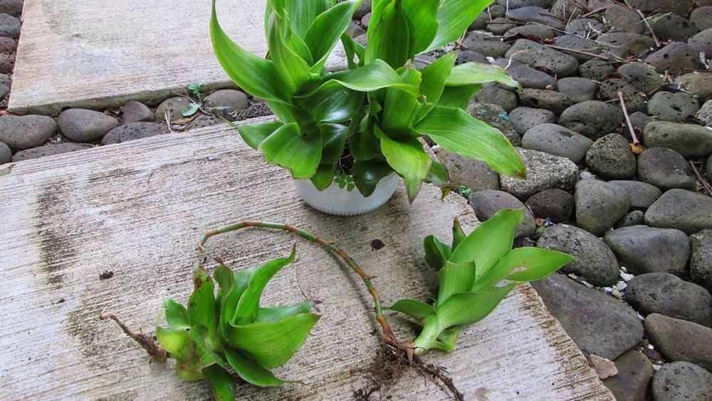 
Người bệnh cần tham vấn thầy thuốc để sử dụng và phát huy tác dụng cây lược vàng
