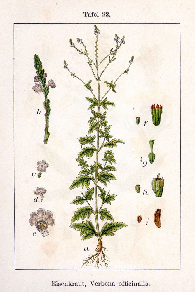 Đặc điểm nhận dạng của cây mã tiền thảo - Verbena ofcinalis L
