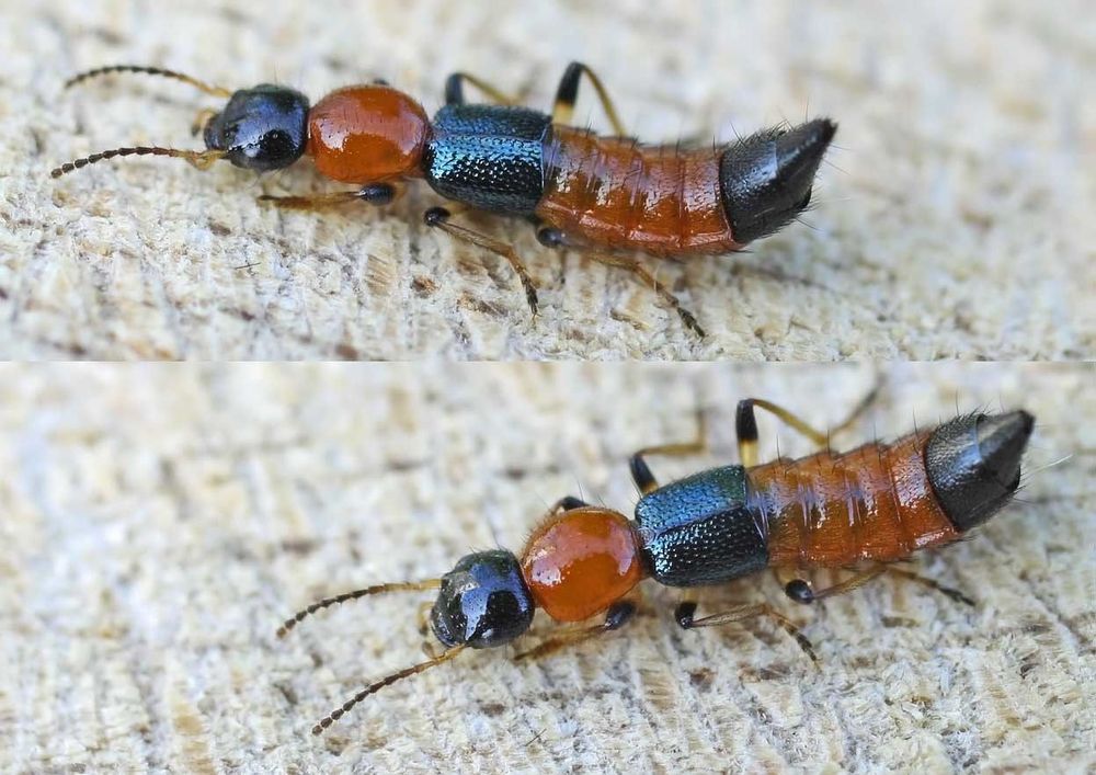 Pederin toxin can cause dermatitis from rove beetles.