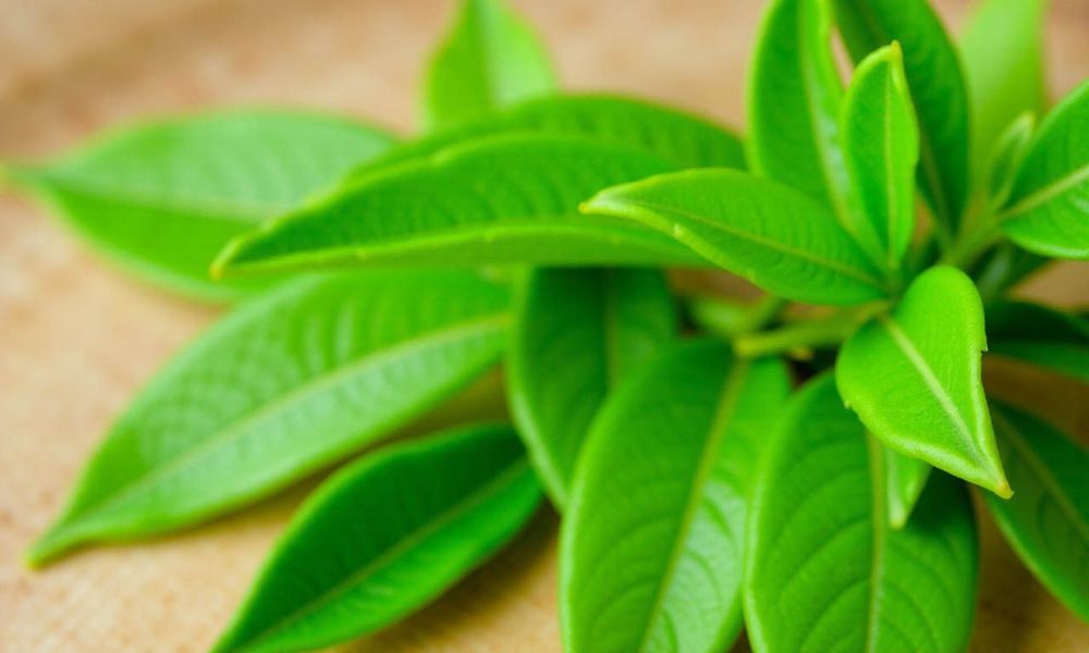Kết hợp lá trầu không với lá chè xanh là một trong những cách chữa viêm âm đạo bằng lá trầu không.