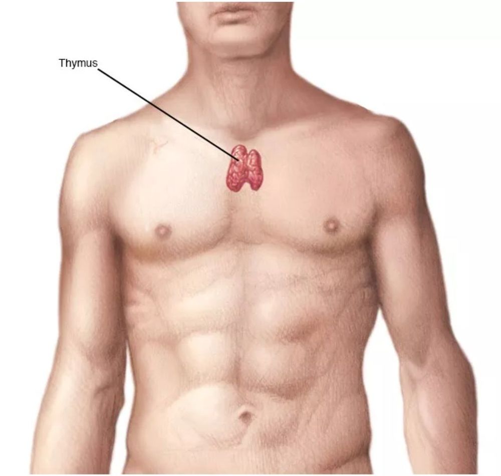 A thymoma is a tumor beneath the sternum, and within the mediastinum