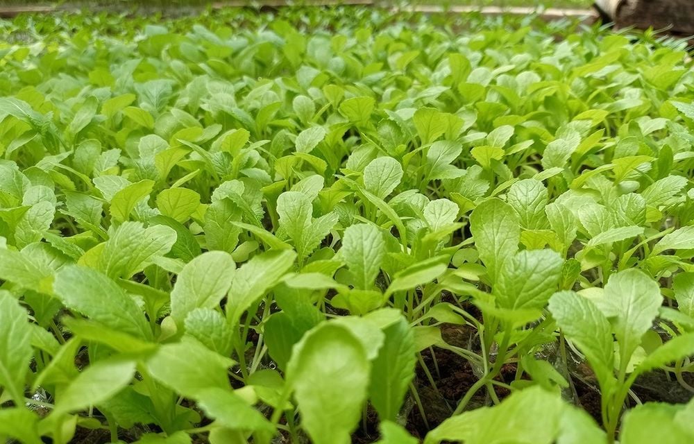 Với đặc tính lợi tiểu, cải bẹ xanh hỗ trợ cơ thể đào thải axit uric qua đường tiết niệu, từ đó góp phần làm giảm các cơn đau nhức do bệnh gút gây ra.