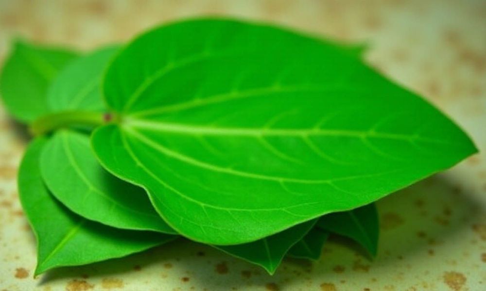 Chữa bệnh phụ khoa bằng lá lốt là một cách chữa bệnh dân gian.
